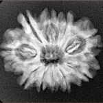 10 Mukhi Rudraksha 24.7mm 3.6gm - Xray