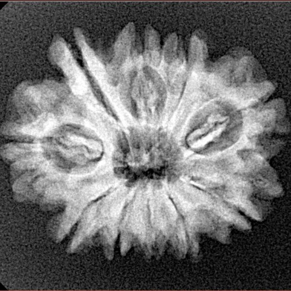 10 Mukhi Rudraksha 24.7mm 3.6gm - Xray