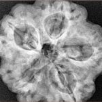 5 Mukhi Rudraksha 29.1mm 8gm - Xray