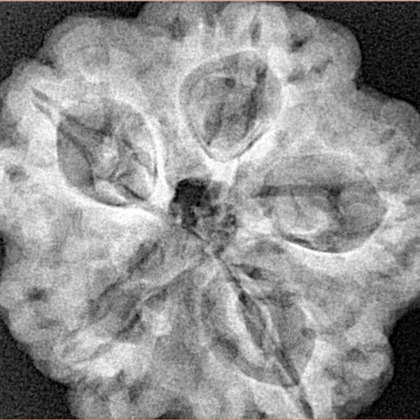 5 Mukhi Rudraksha 29.1mm 8gm - Xray