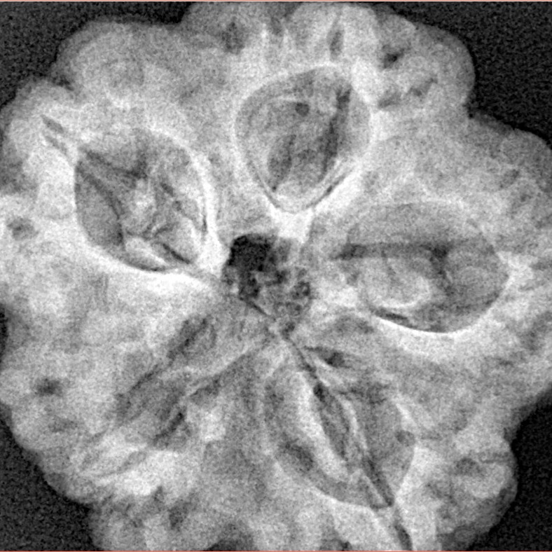 5 Mukhi Rudraksha 29.1mm 8gm - Xray