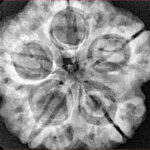 5 Mukhi Rudraksha 29.3mm 8.1gm - Xray