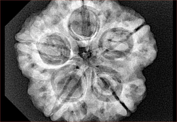5 Mukhi Rudraksha 29.3mm 8.1gm - Xray