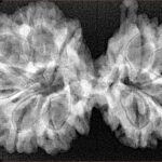 10 Mukhi G.S & Ganesh 37.6mm 6.59gm - Xray