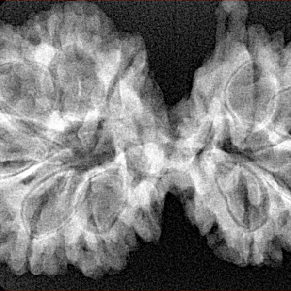 10 Mukhi G.S & Ganesh 37.6mm 6.59gm - Xray