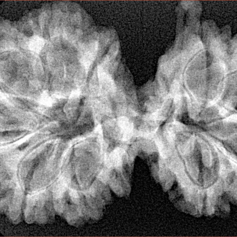 10 Mukhi G.S & Ganesh 37.6mm 6.59gm - Xray
