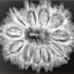11 Mukhi Rudraksha 28.9mm 5.31gm - Xray