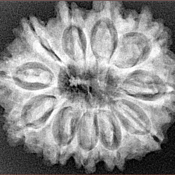 11 Mukhi Rudraksha 28.9mm 5.31gm - Xray