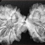 13 Mukhi Mini Trijuti 39.1mm 7.22gm - Xray