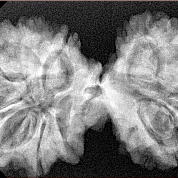 13 Mukhi Mini Trijuti 39.1mm 7.22gm - Xray
