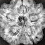 5 Mukhi Rudraksha 29.5mm 8.36gm - Xray