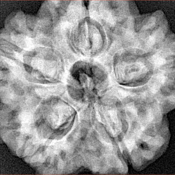 5 Mukhi Rudraksha 29.5mm 8.36gm - Xray