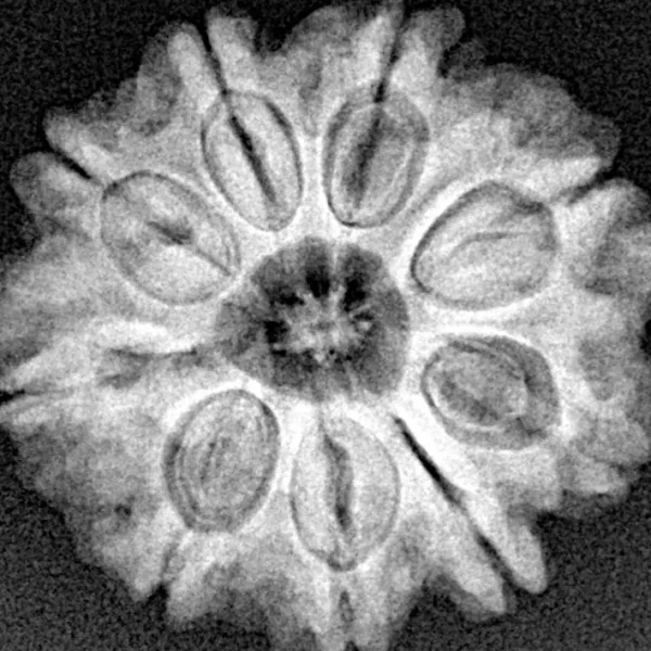 9 Mukhi Rudraksha 24.3mm 4.42gm - Xray