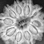 15 Mukhi Rudraksha 29.5mm 4gm - Origin: Nepal - Xray