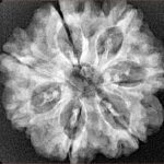 7 Mukhi Rudraksha 26.8mm 5.19gm - Xray