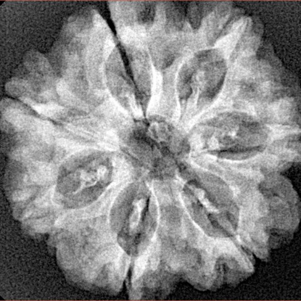 7 Mukhi Rudraksha 26.8mm 5.19gm - Xray