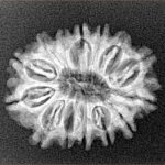 14 Mukhi Rudraksha 24.2mm 2.8gm - Xray