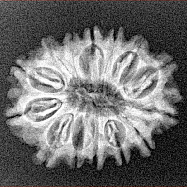 14 Mukhi Rudraksha 24.2mm 2.8gm - Xray
