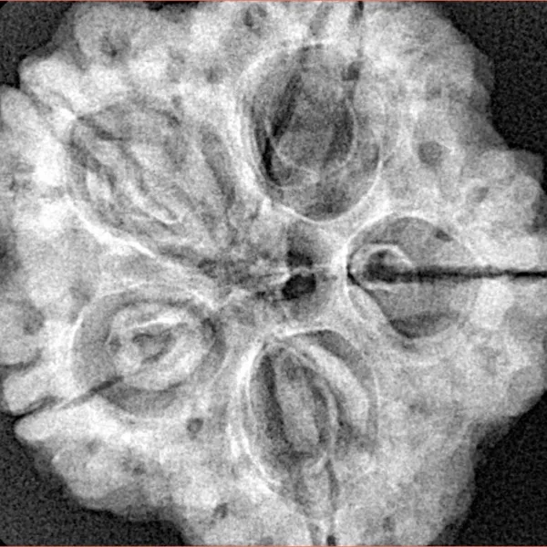 5 Mukhi Rudraksha 29.5mm 7.56gm - Xray