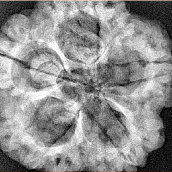 5 Mukhi Rudraksha 29.6mm 8.11gm - Xray