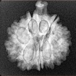 9 Mukhi Ganesh 22.4mm 3.56gm - Xray