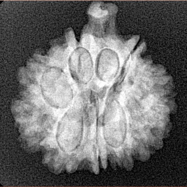 9 Mukhi Ganesh 22.4mm 3.56gm - Xray