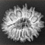 14 Mukhi Rudraksha 24.8mm 3.22gm - Origin: Nepal - Xray