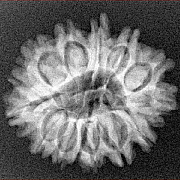 14 Mukhi Rudraksha 24.8mm 3.22gm - Origin: Nepal - Xray
