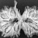 14 Mukhi G.S & Ganesh 31.7mm 4.52gm - Xray