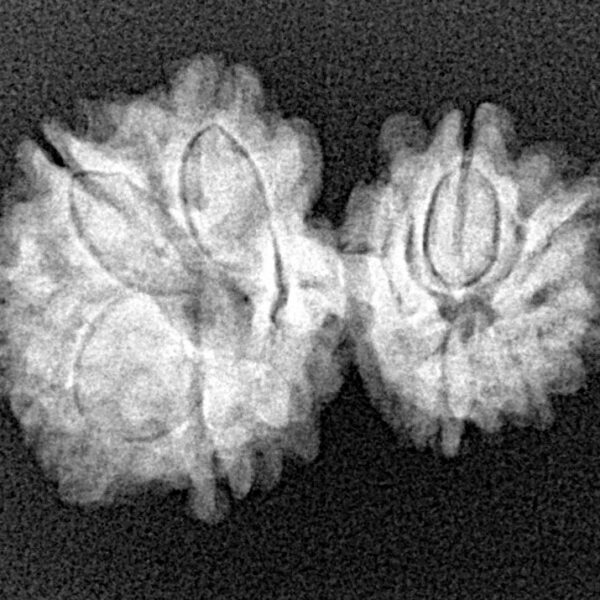 10 Mukhi Garbhgauri 26mm 3gm - Xray