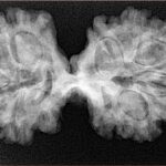 12 Mukhi Mini Trijuti 36.9mm 6.6gm - Xray