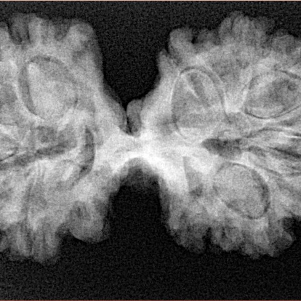 12 Mukhi Mini Trijuti 36.9mm 6.6gm - Xray