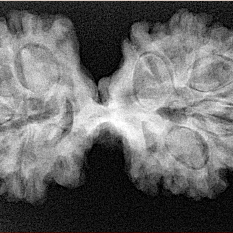 12 Mukhi Mini Trijuti 36.9mm 6.6gm - Xray