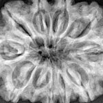 11 Mukhi Rudraksha 34.1mm 8.59gm - Xray