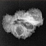 20 Mukhi Trijuti 19.9mm 1.47gm - Xray