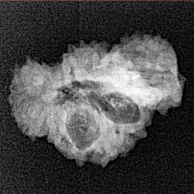 20 Mukhi Trijuti 19.9mm 1.47gm - Xray