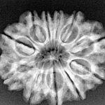 11 Mukhi Rudraksha 27.8mm 4.72gm - Xray
