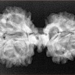 11 Mukhi Mini Trijuti 33mm 4.92gm - Xray