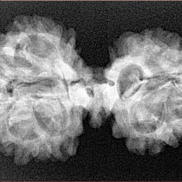 11 Mukhi Mini Trijuti 33mm 4.92gm - Xray