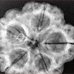 5 Mukhi Rudraksha 29.5mm 8.14gm - Xray