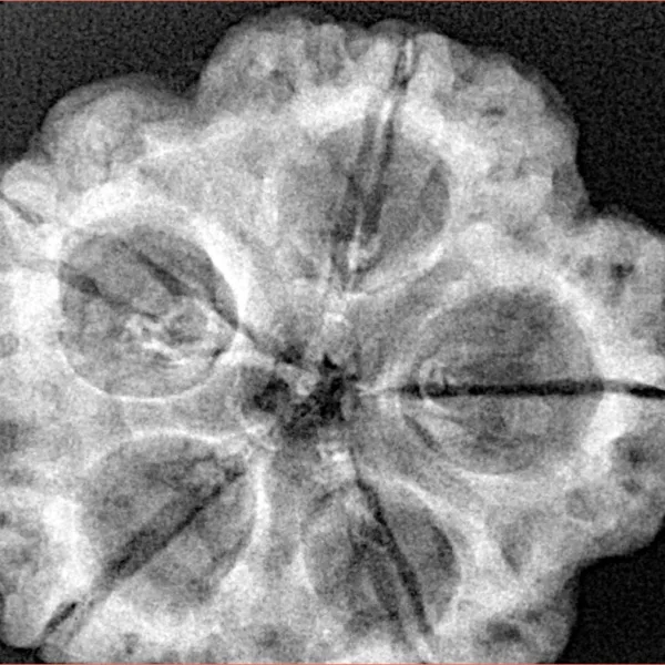 5 Mukhi Rudraksha 29.5mm 8.14gm - Xray