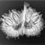 14 Mk Gaurishankar & Ganesh 26.1mm 3.3gm - Xray