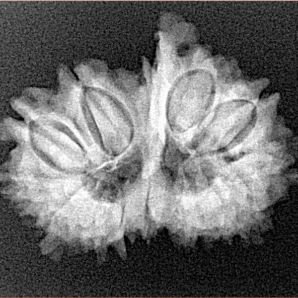 14 Mk Gaurishankar & Ganesh 26.1mm 3.3gm - Xray