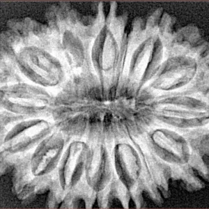 15 Mukhi Rudraksha 33.6mm 6.19gm - Xray