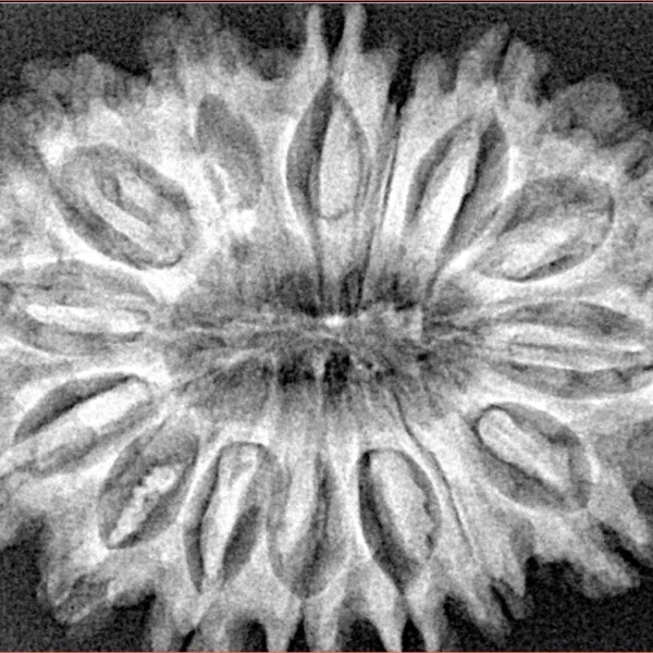 15 Mukhi Rudraksha 33.6mm 6.19gm - Xray