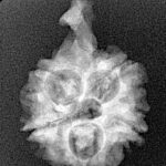 5 Mukhi Ganesh 25.3mm 2.62gm - Xray