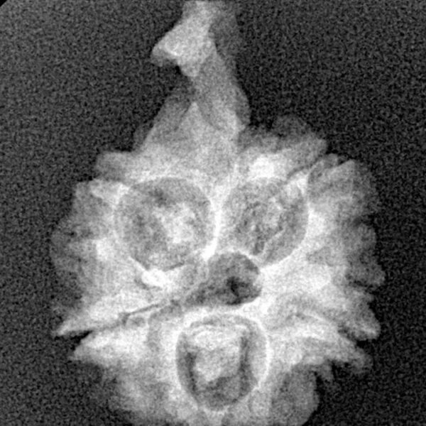 5 Mukhi Ganesh 25.3mm 2.62gm - Xray