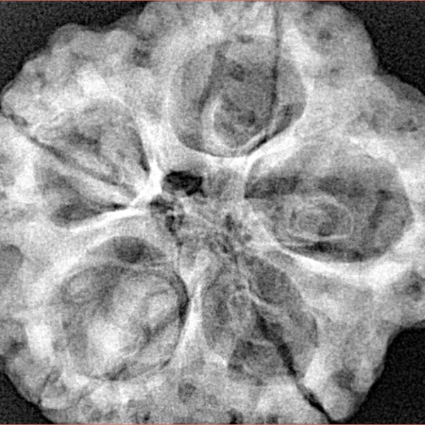 5 Mukhi Rudraksha 30.8mm 8.38gm - Xray