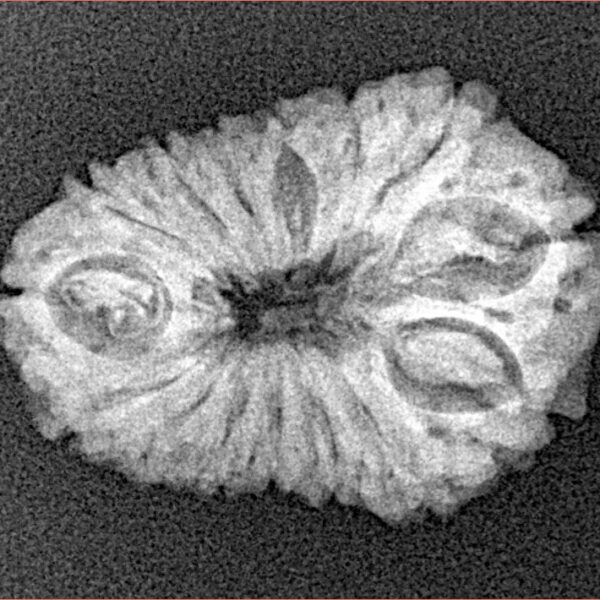 14 Mukhi Rudraksha 23.8mm 2.31gm - Xray
