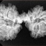 12 Mukhi Mini Trijuti 36.5mm 6.34gm - Xray